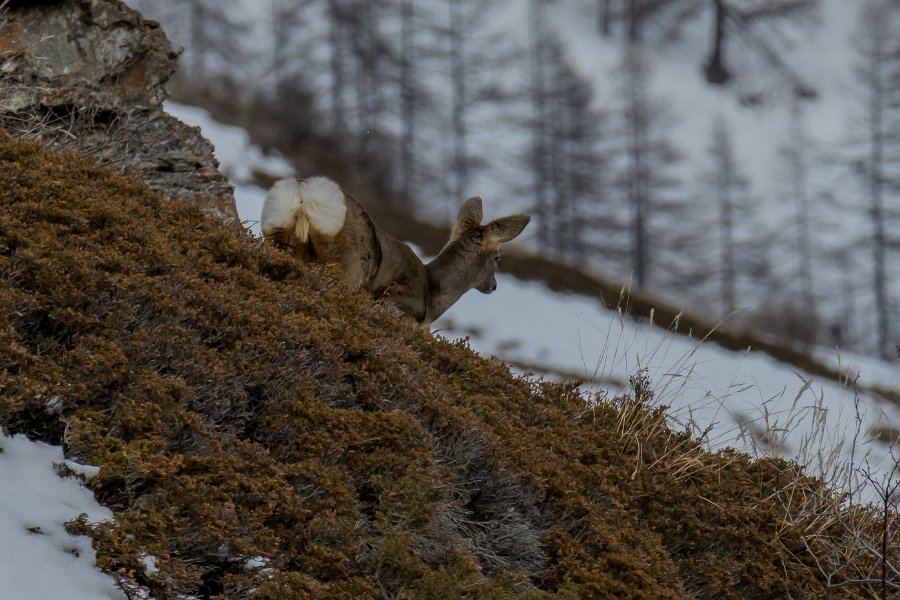 chevreuil2016-12