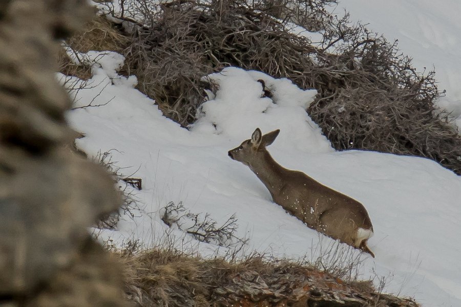chevreuil2016-13