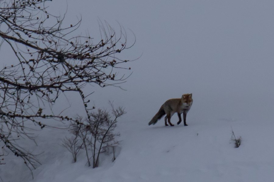 renard2016-1