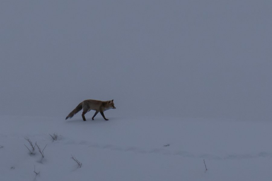 renard2016-2