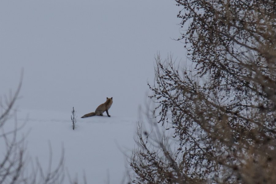 renard2016-3