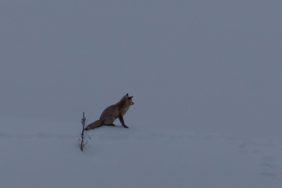 renard2016-4