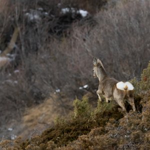 Chevreuils sur les pentes raides de la vallée du Guil à gauche avant d'arriver à Abries