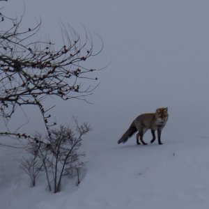 Renard au dessus du hameau La Rua photographié de loin (route de MOLINES)