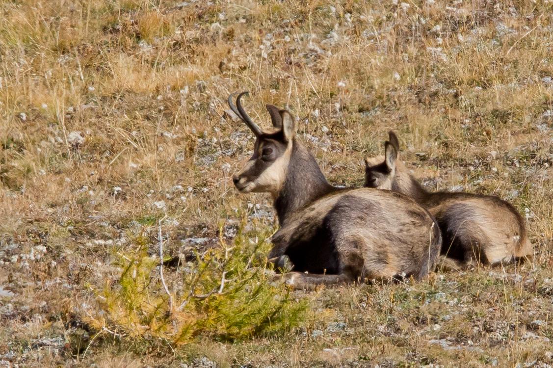chamois-1