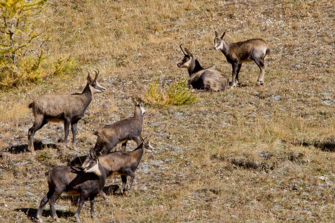 chamois-2