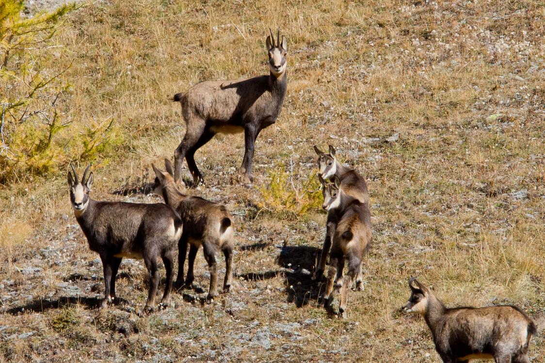 chamois-3