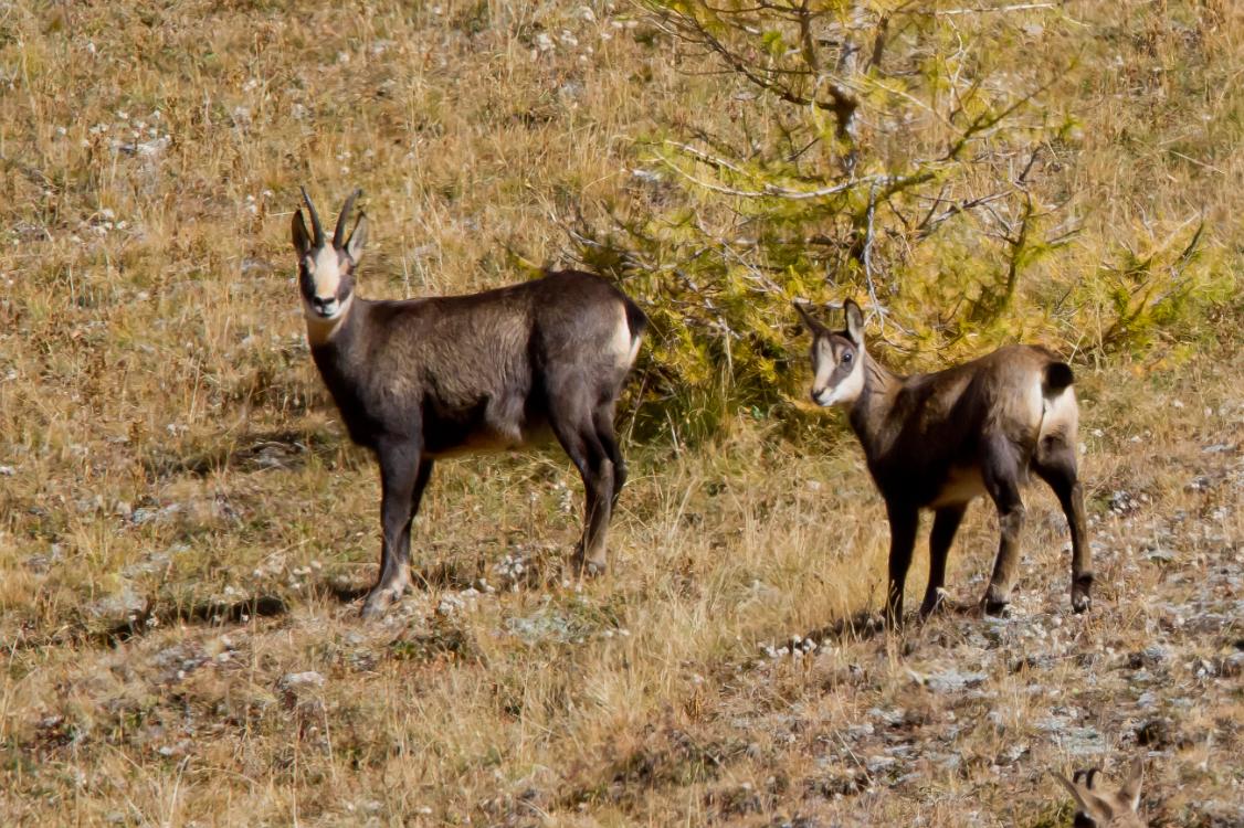 chamois-4