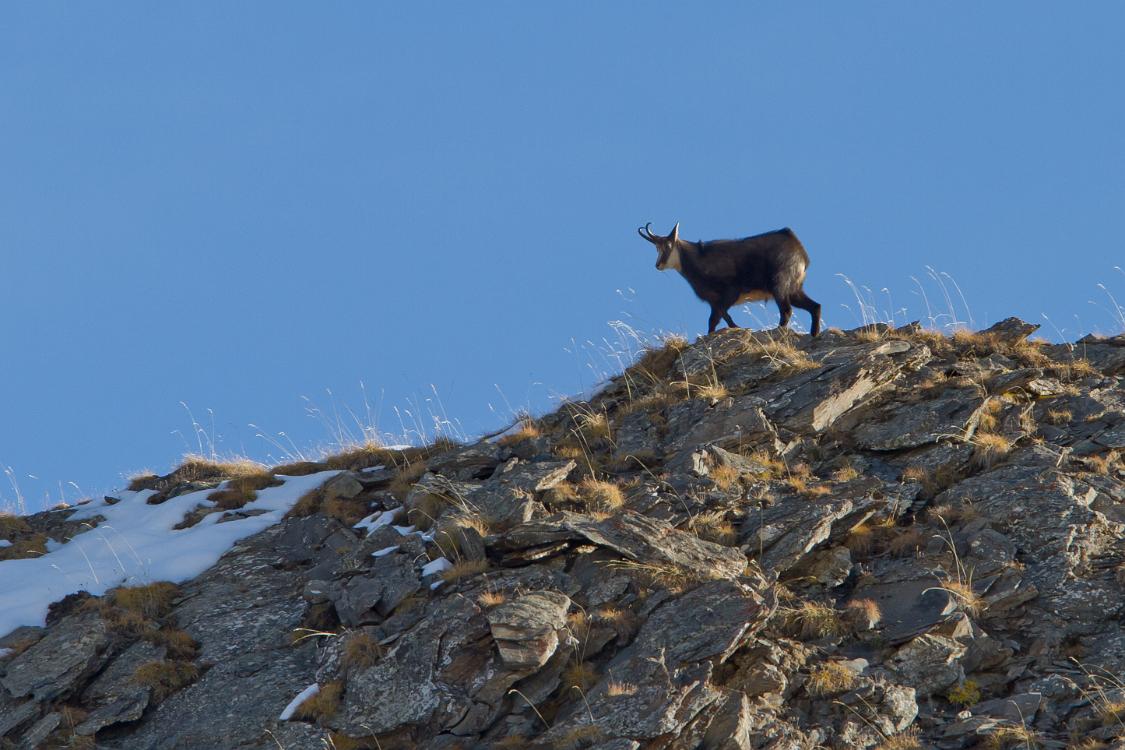 chamois-5