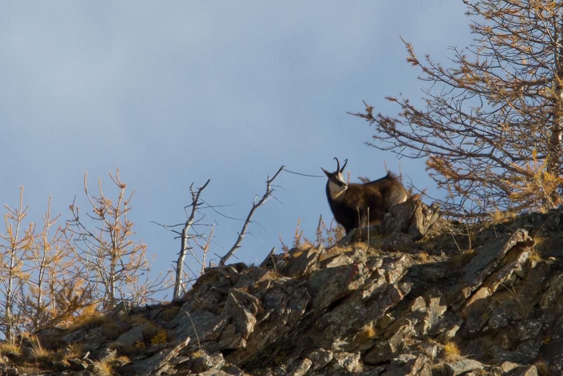 chamois-6