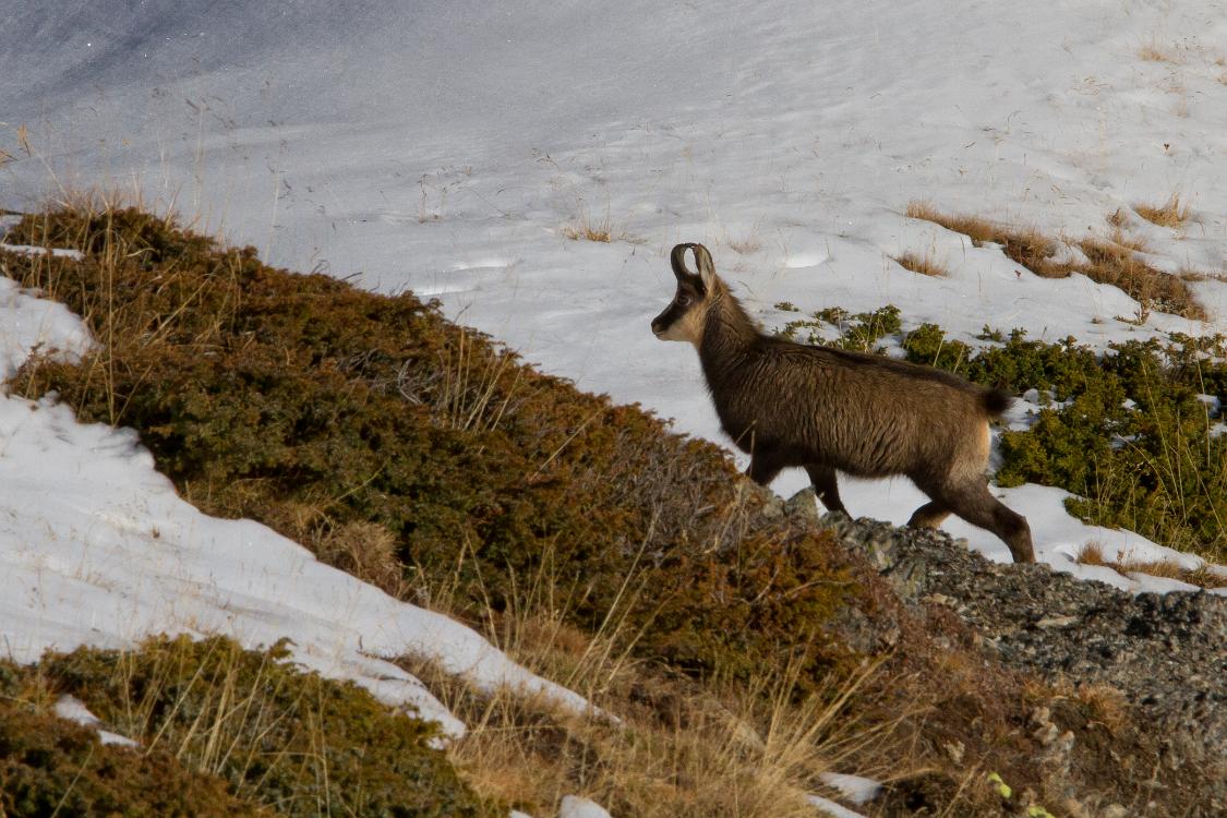 chamois-8