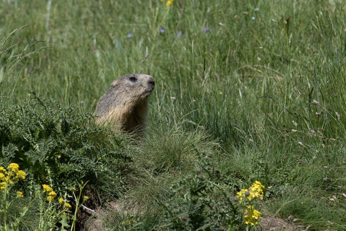 marmotte-6 juin2018 (1)