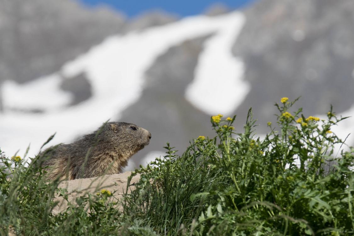 marmotte-6 juin2018 (2)