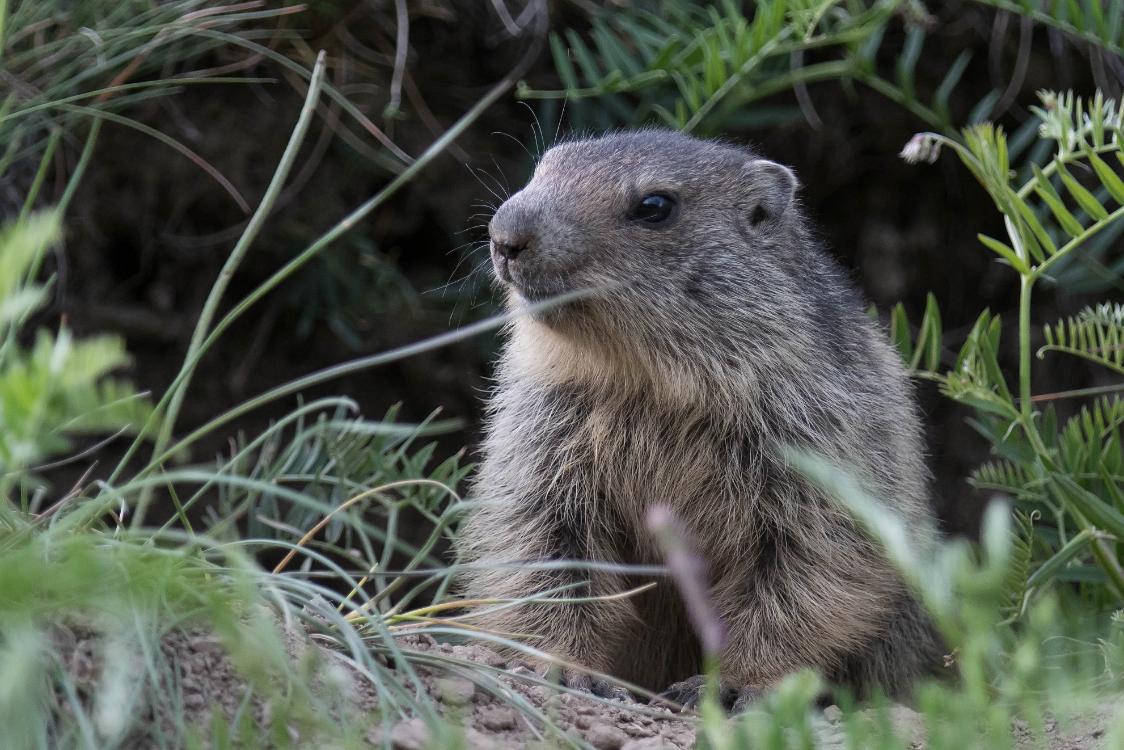 marmotte-6 juin2018 (3)