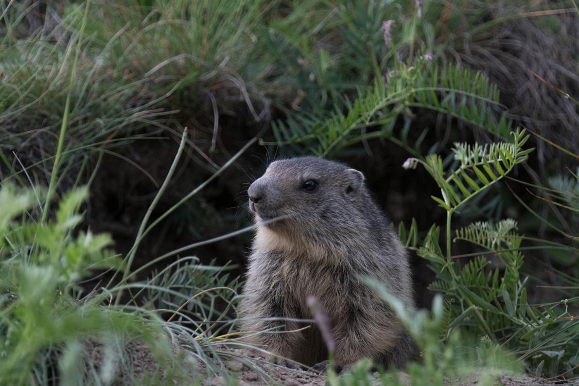 marmotte-6 juin2018 (4)