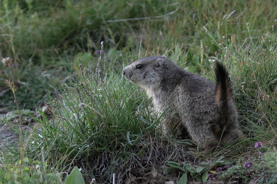 marmotte-6 juin2018 (5)