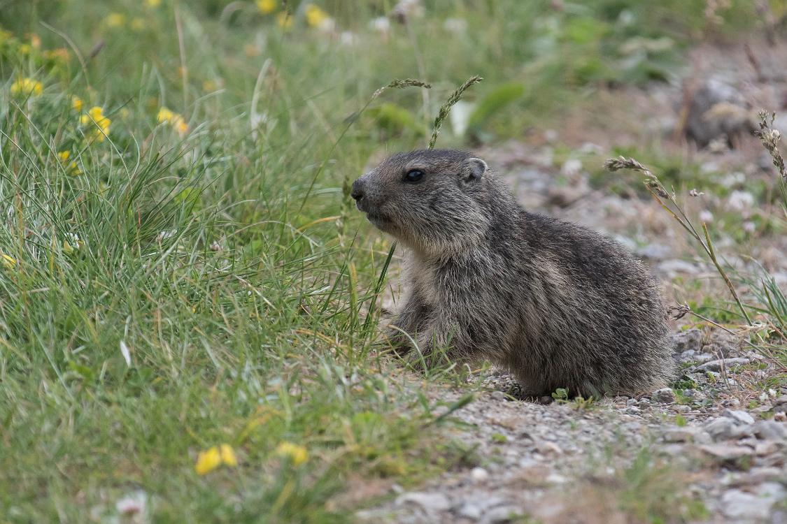marmotte-6 juin2018 (6)