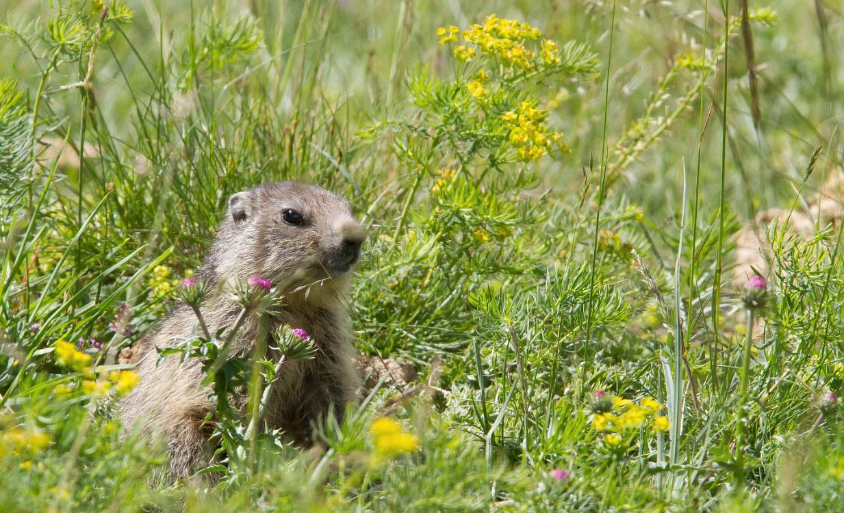 marmotte queyras-1-2