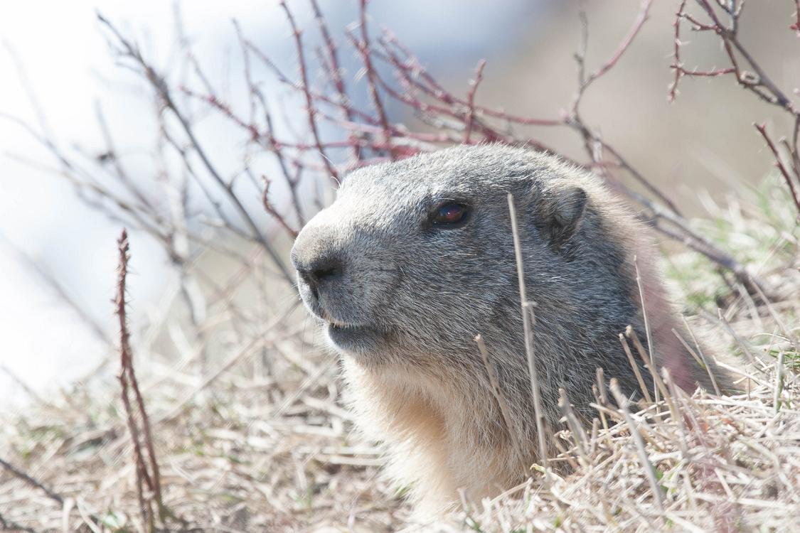 marmotte queyras-1-3