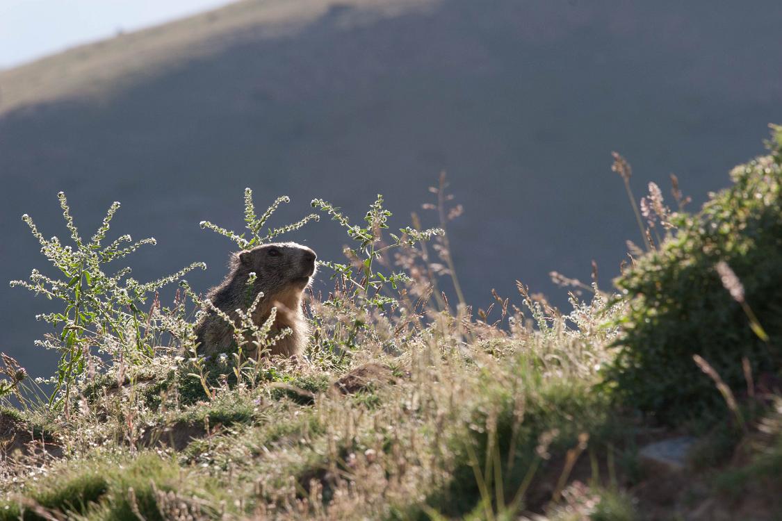 marmotte queyras-1