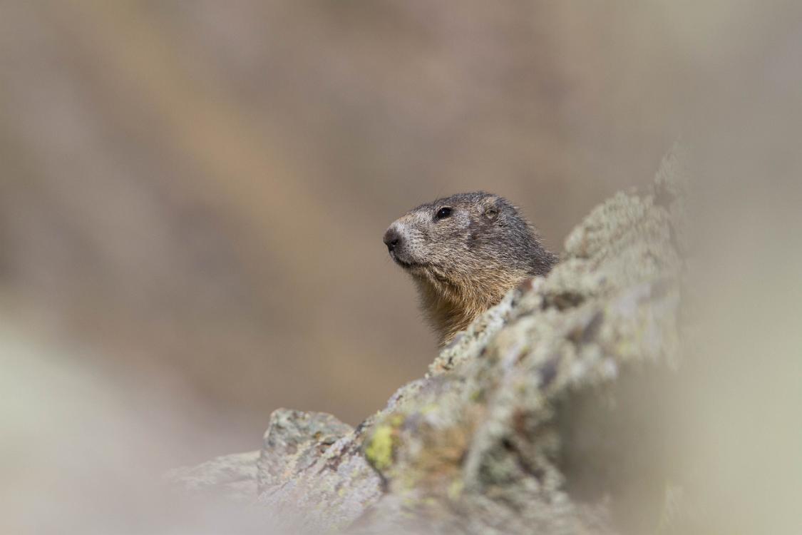 marmotte queyras-10