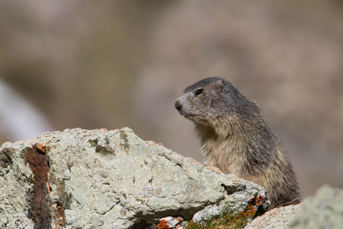 marmotte queyras-11