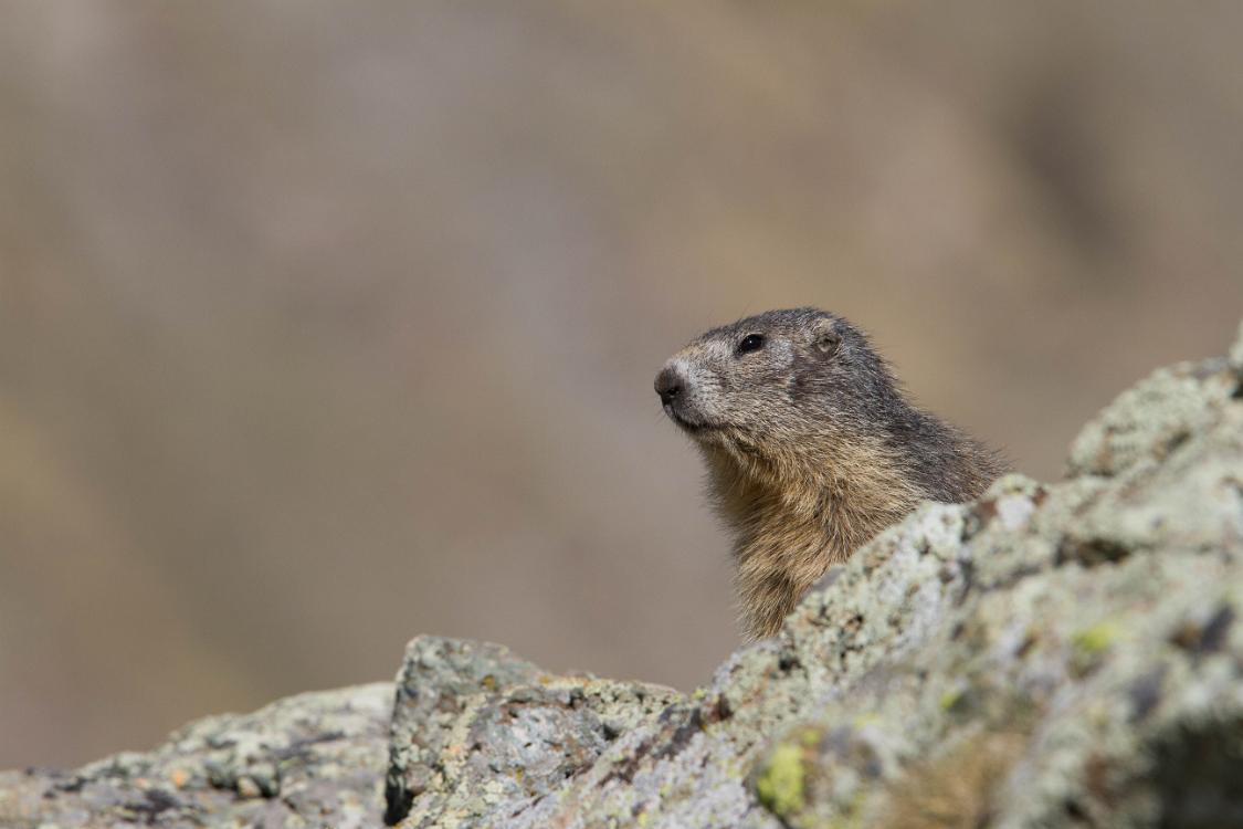 marmotte queyras-12