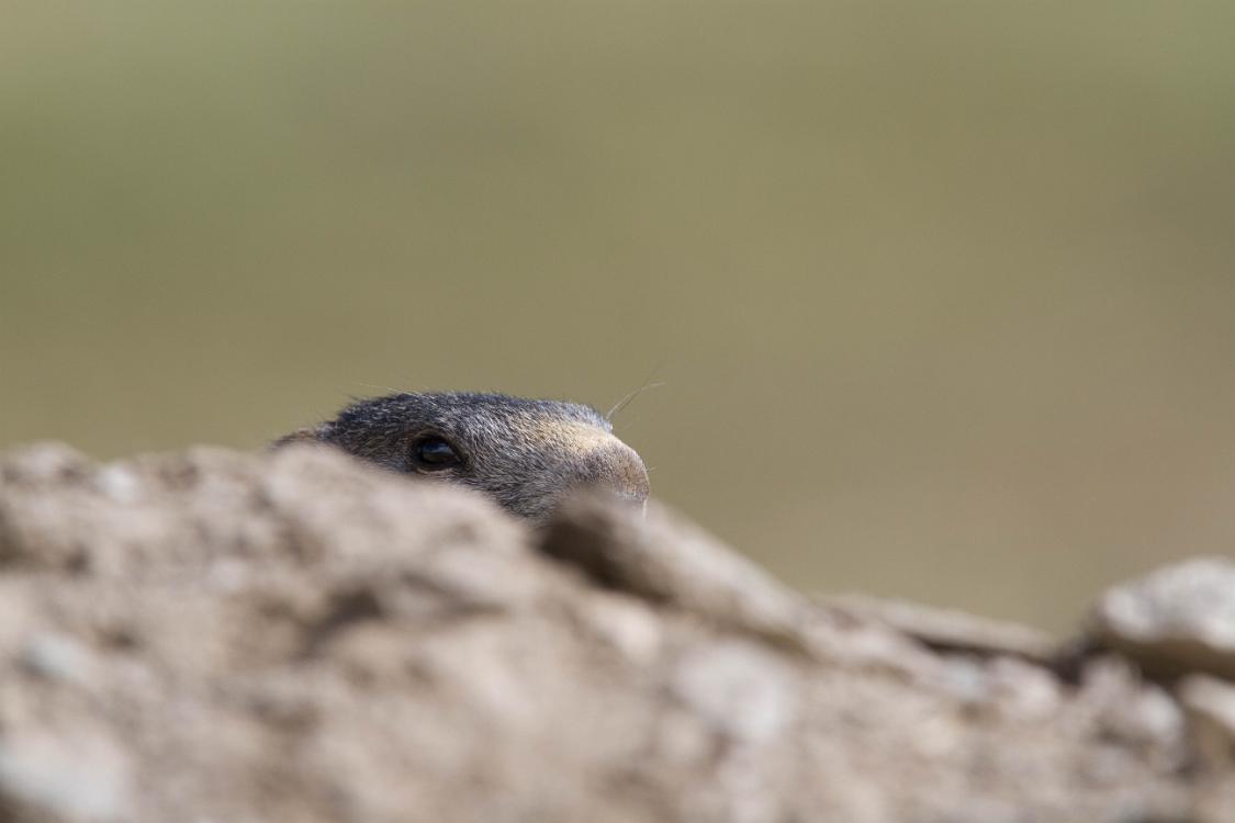 marmotte queyras-13