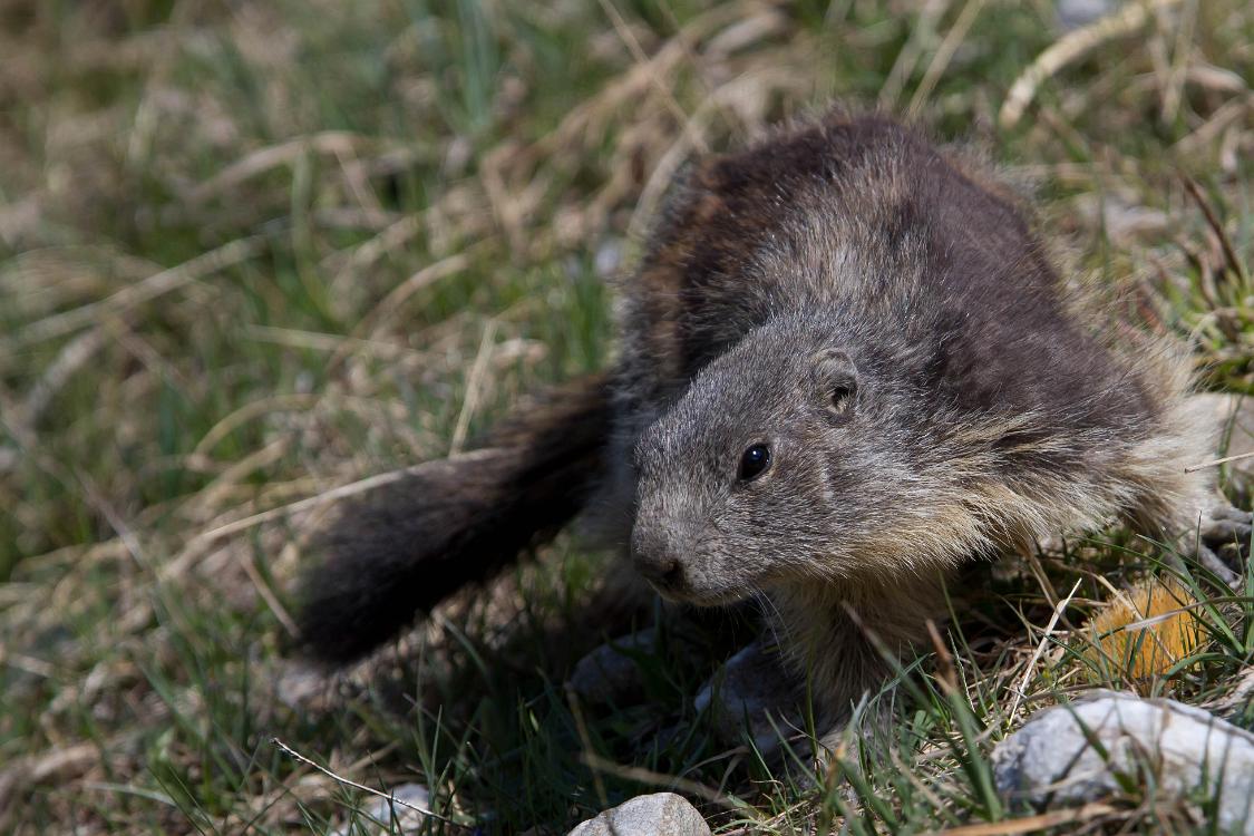 marmotte queyras-14