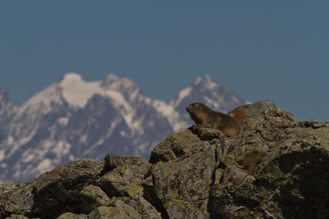 marmotte queyras-15