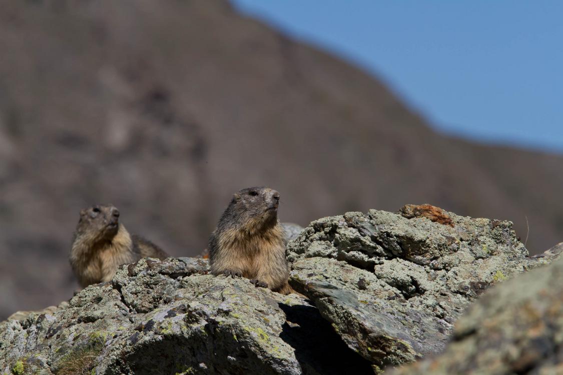 marmotte queyras-16