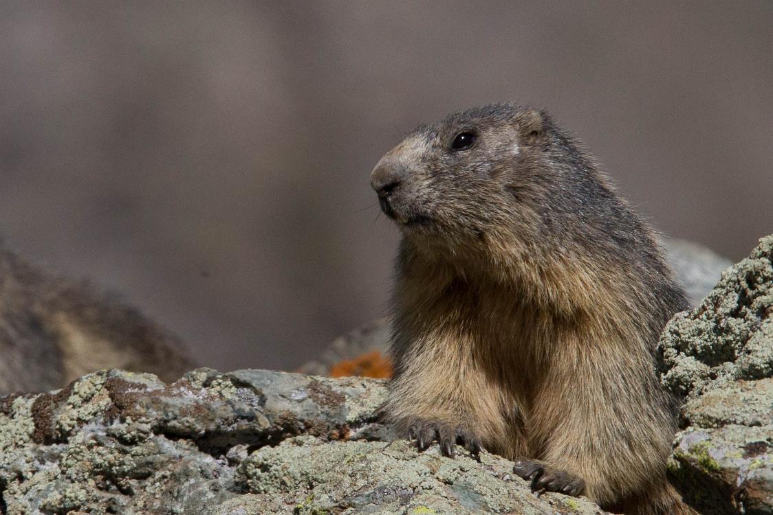 marmotte queyras-17