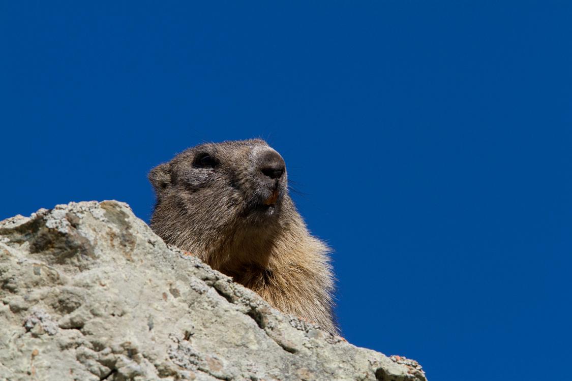 marmotte queyras-18
