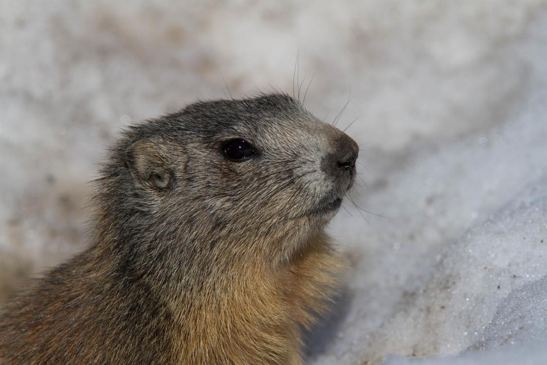 marmotte queyras-19