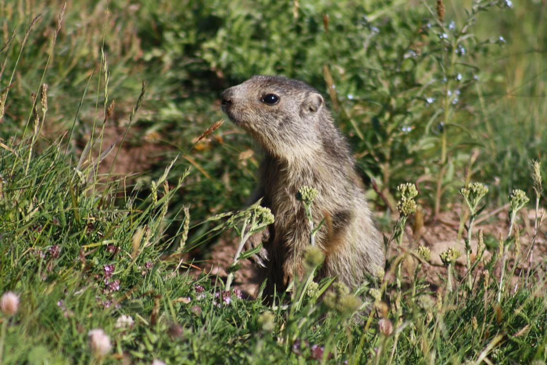 marmotte queyras-2