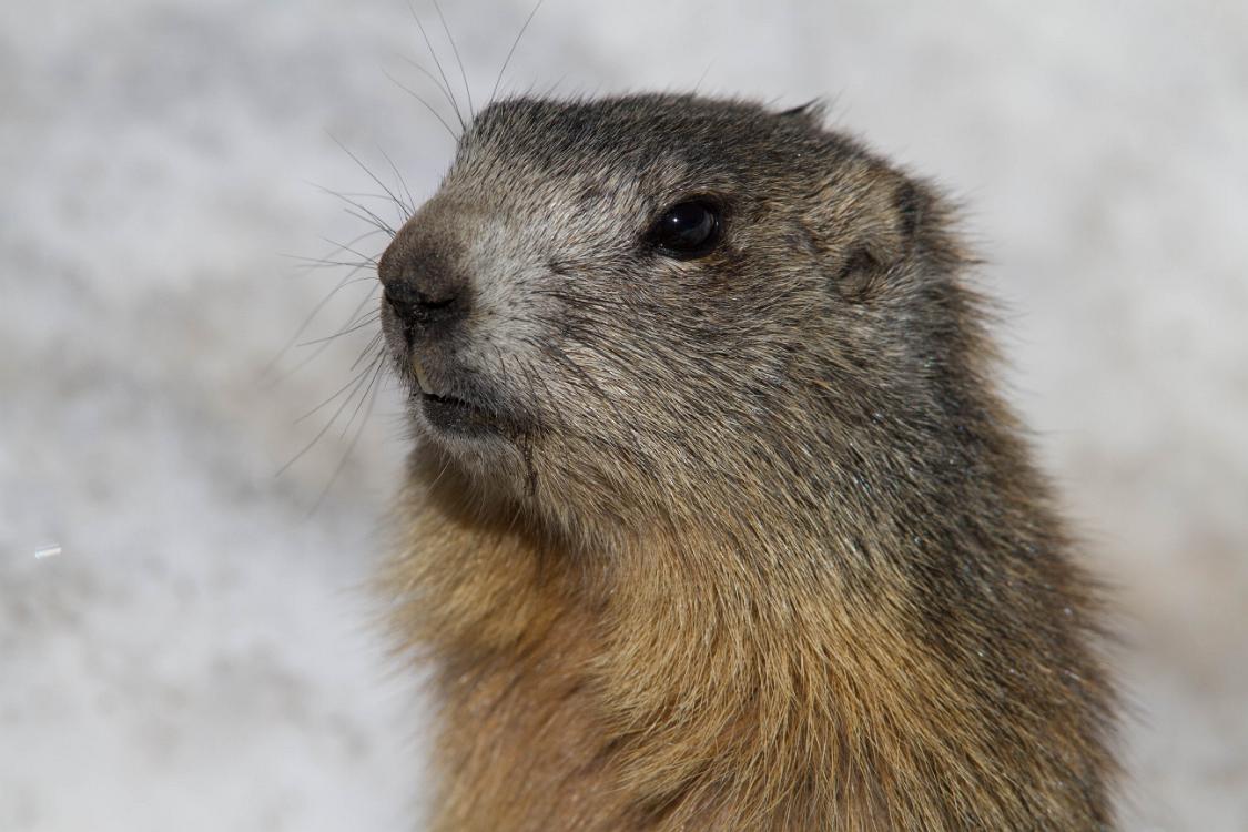 marmotte queyras-20