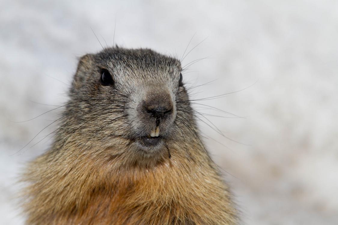 marmotte queyras-21