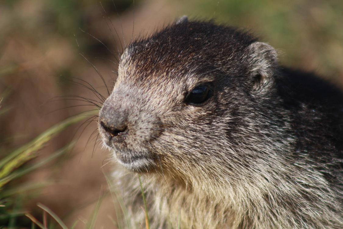 marmotte queyras-3