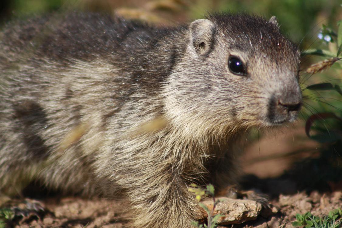 marmotte queyras-4