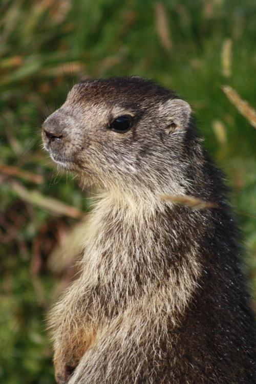marmotte queyras-5