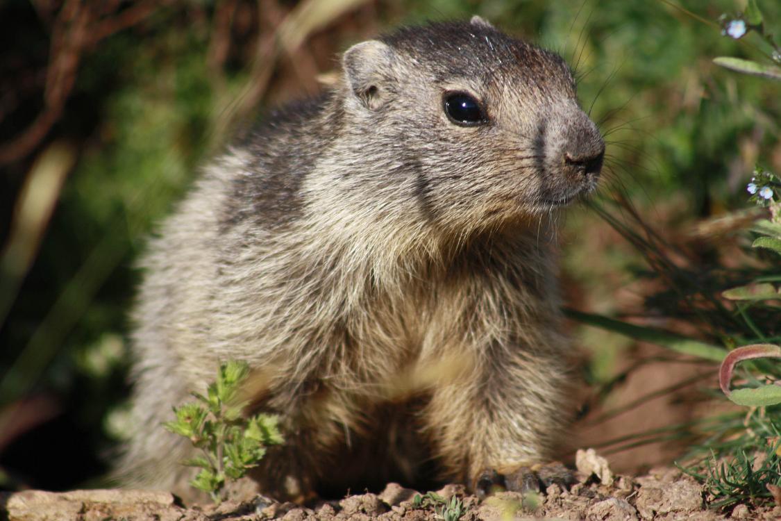marmotte queyras-6