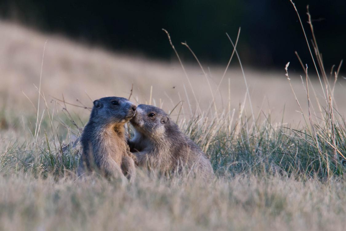 marmotte queyras-7