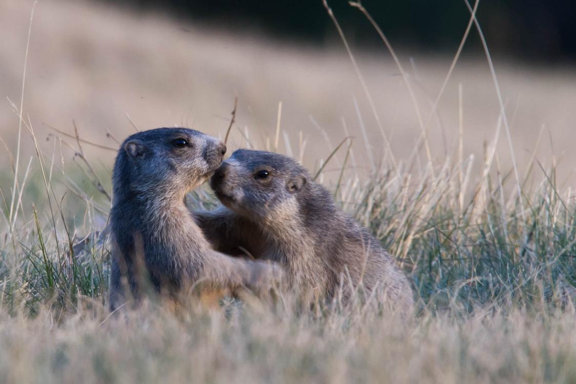 marmotte queyras-8