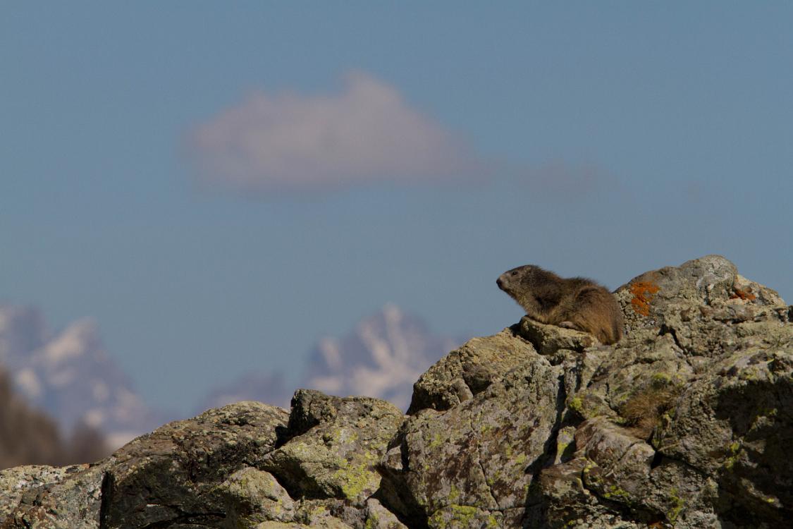 marmotte queyras-9