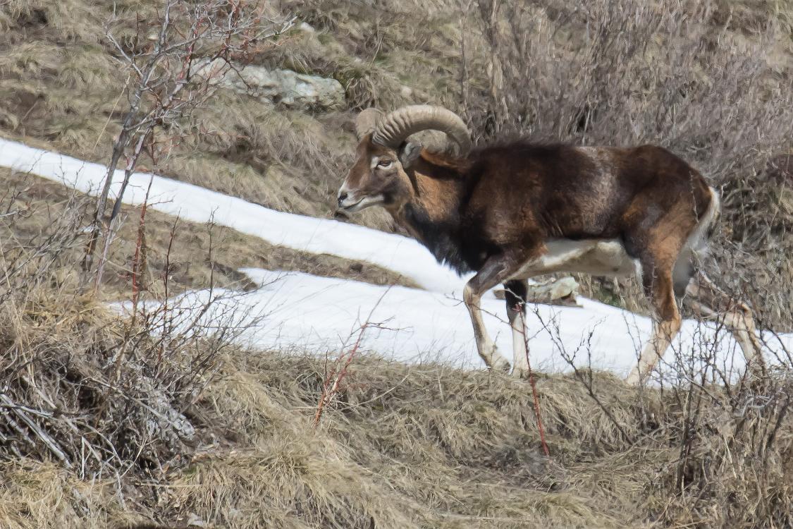 moufflons2-3