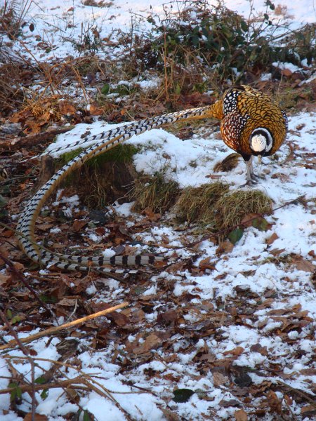 faune nor-2