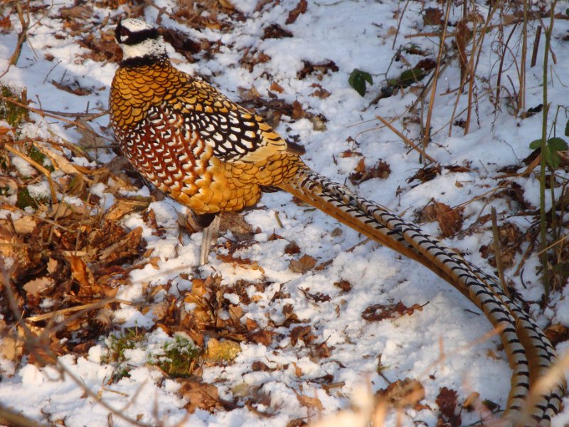 faune nor-3