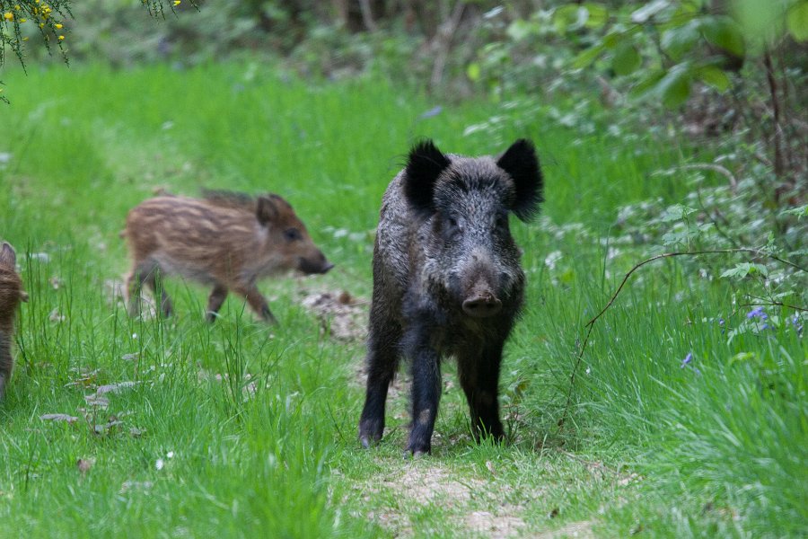 faune nor-5