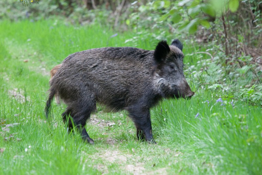 faune nor-6