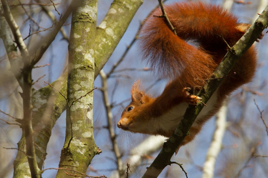 faune nor-7